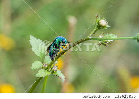 A giant dwarf bat resting on a flower 132622839