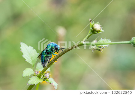 A giant dwarf bat resting on a flower 132622840