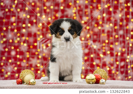 Playful Australian Shepherd puppy sitting on a soft blanket surrounded by golden and red Christmas ornaments. Festive portrait with warm holiday lights in the background. Playful Australian Shepherd puppy sitting on a soft blanket surrounded by golden and red Christmas ornaments. Festive portrait with warm holiday lights in the background. 132622843
