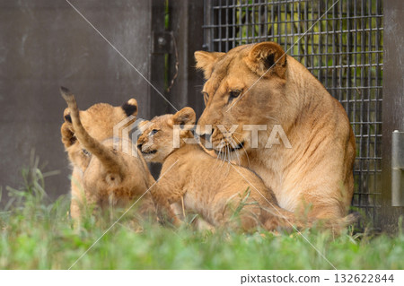 Lion cubs gather around their mother Lion cubs gather around their mother 132622844