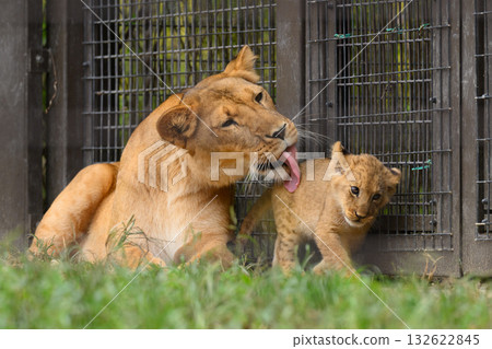 Lion mother grooming her cub Lion mother grooming her cub 132622845