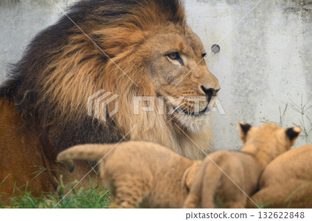 Majestic lion father and his cubs playing 132622848