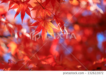 Bright red autumn leaves Bright red autumn leaves 132622872