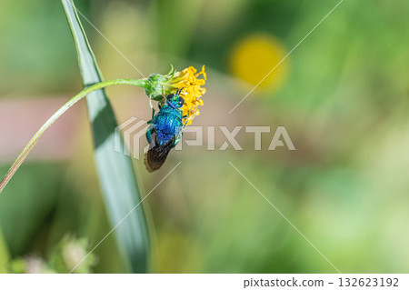巨型蟋蟀以花粉和植物的花粉為食。 132623192