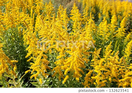 Community of the Seiitaka-awadaki Community of the Seiitaka-awadaki 132623541