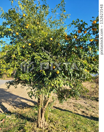 Yellow fruit tree Yellow fruit tree 132623548