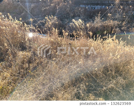 美麗的南美大草原草 132623569