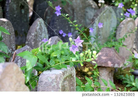 Refreshing Bellflower Stone Buddha 132623803