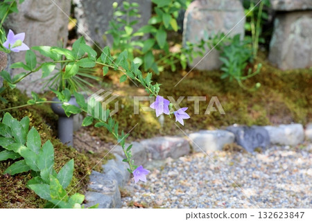 Refreshing bellflower flowers Refreshing bellflower flowers 132623847