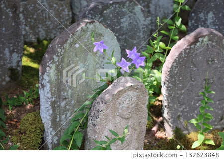 Refreshing bellflower flowers 132623848