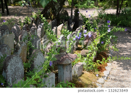 Refreshing bellflower flowers Refreshing bellflower flowers 132623849