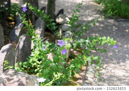 Refreshing bellflower flowers Refreshing bellflower flowers 132623853