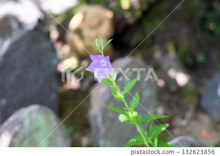Refreshing bellflower flowers 132623856
