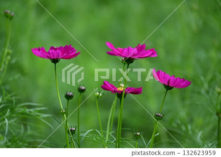 延岡植物園的波斯菊 132623959