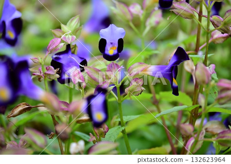 Torenia Torenia 132623964