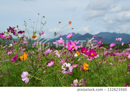 Cosmos of Saikihara 132623980