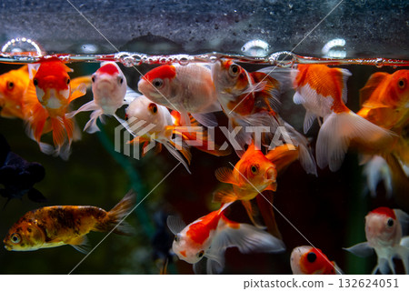 八富金魚 八富金魚 132624051