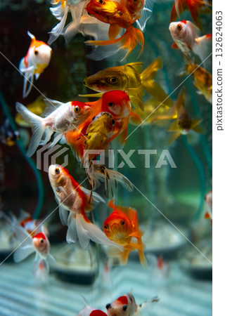 八富金魚 八富金魚 132624063