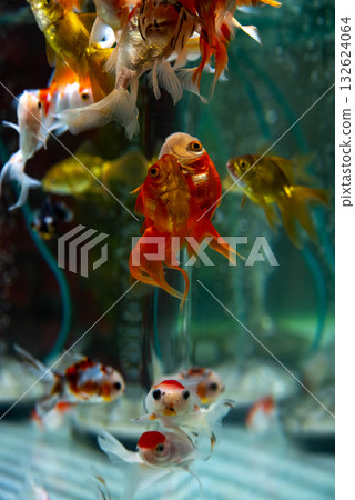 Yatomi Goldfish 132624064