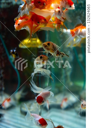 Yatomi Goldfish 132624065