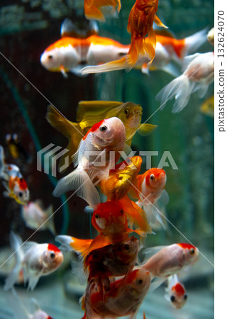 Yatomi Goldfish Yatomi Goldfish 132624070