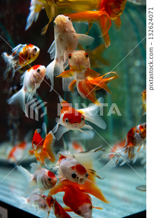 Yatomi Goldfish Yatomi Goldfish 132624071