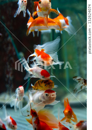 Yatomi Goldfish 132624074