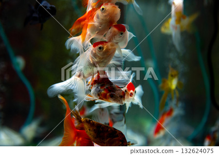 Yatomi Goldfish 132624075