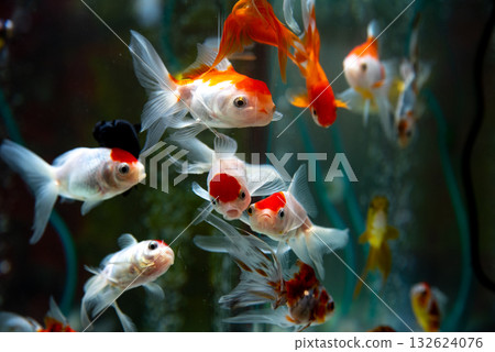 Yatomi Goldfish 132624076