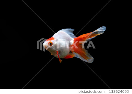 Yatomi Goldfish 132624093