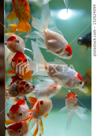 Yatomi Goldfish 132624094