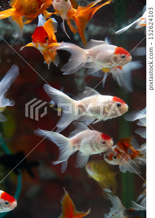 Yatomi Goldfish 132624103