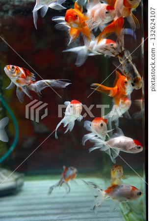 八富金魚 八富金魚 132624107