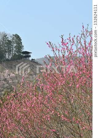 早春時節，東秩父村的桃花盛開，遊客可以登上觀景台欣賞美景。東秩父村素有「桃花村」之稱。 132624111
