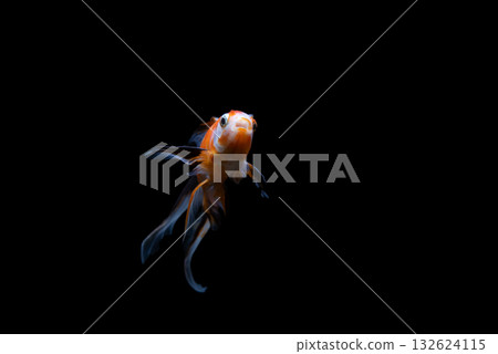 Yatomi Goldfish 132624115