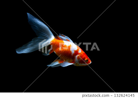 Yatomi Goldfish 132624145