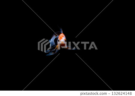 Yatomi Goldfish 132624148