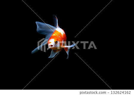 Yatomi Goldfish 132624162