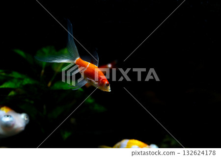 Yatomi Goldfish 132624178