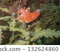 A sea slug (Ceratocephalus ceratocephalus) walking on a coral reef 132624860
