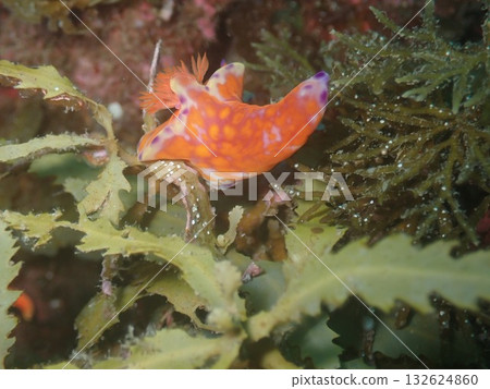 A sea slug (Ceratocephalus ceratocephalus) walking on a coral reef A sea slug (Ceratocephalus ceratocephalus) walking on a coral reef 132624860