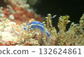 Sea slug (Hypodermus hypodermus) walking on a coral reef 132624861