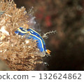 Sea slug (Hypodermus hypodermus) walking on a coral reef 132624862
