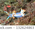 A sea slug (Sakishima nudibranch) walking on a coral reef 132624863