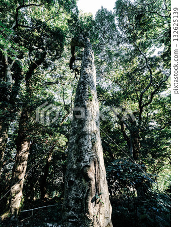 在位於神戶市東灘區岡本町山丘上的北倉神社周圍茂密的森林中享受森林浴 在位於神戶市東灘區岡本町山丘上的北倉神社周圍茂密的森林中享受森林浴 132625139