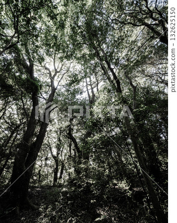 在位於神戶市東灘區岡本町山丘上的北倉神社周圍茂密的森林中享受森林浴 132625150