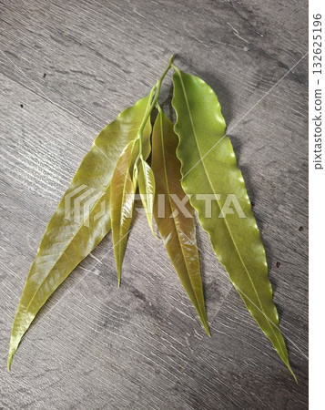 Close-up of delicate green and reddish-brown leaves with serrated edges, fanned out on a textured grey surface 132625196