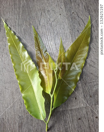 Close-up of vibrant green leaves with reddish new growth, showcasing intricate textures and natural beauty Close-up of vibrant green leaves with reddish new growth, showcasing intricate textures and natural beauty 132625197