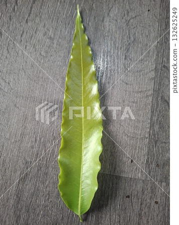 A single, vibrant green leaf with serrated edges rests on a textured, grey surface, showcasing natural detail A single, vibrant green leaf with serrated edges rests on a textured, grey surface, showcasing natural detail 132625249