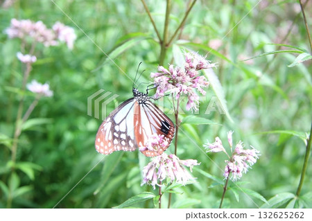 A Monarch butterfly spreading its wings and resting on a Japanese Euonymus japonicus 132625262